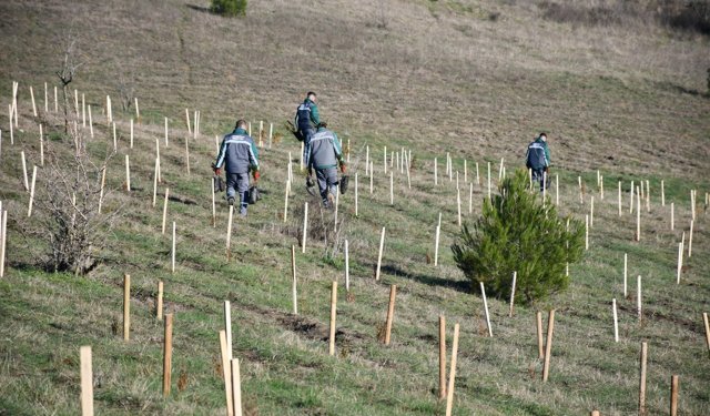 Lüleburgaz; Binlerce Fidan Toprakla Buluştu
