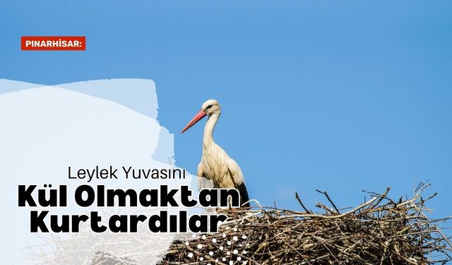Pınarhisar: Leylek Yuvasını Kül Olmaktan Kurtardılar