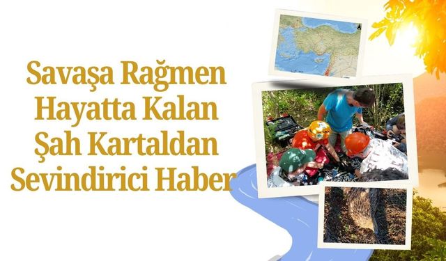 Savaşa Rağmen Hayatta Kalan Şah Kartaldan Sevindirici Haber