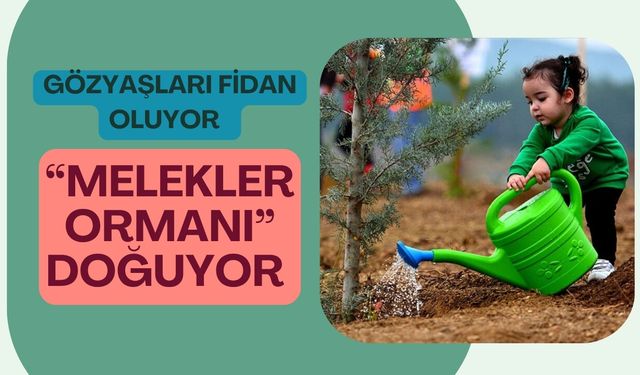 Gözyaşları Fidan Oluyor, “Melekler Ormanı” Doğuyor