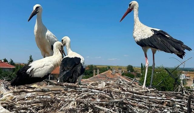 Edirne'de Yaralı Leylek Operasyonu