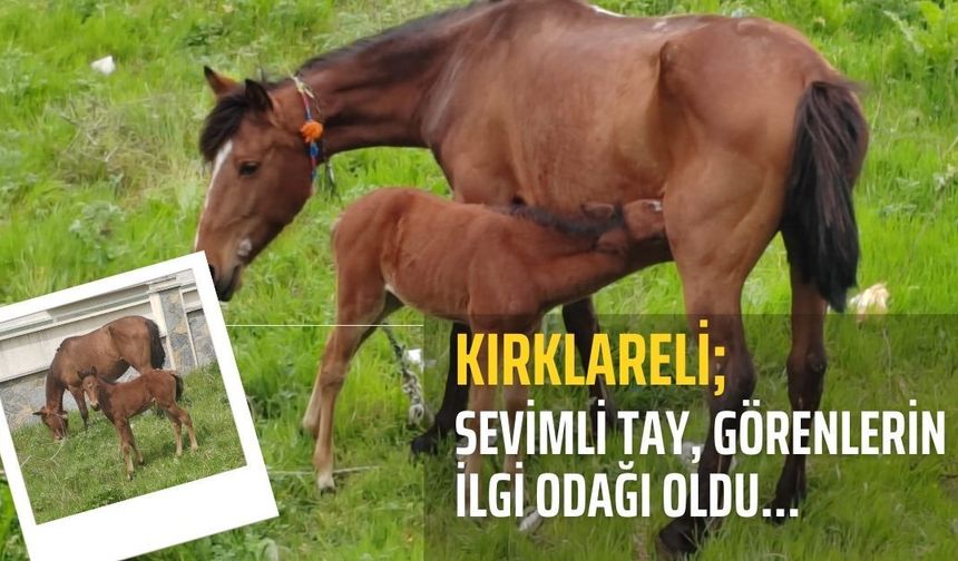 Kırklareli; Sevimli Tay Görenlerin İlgi Odağı Oldu