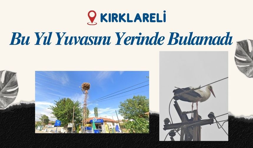 Kırklareli; Bu Yıl Yuvasını Yerinde Bulamadı