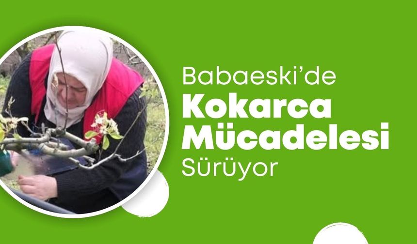Babaeski’de Kokarca Mücadelesi Sürüyor