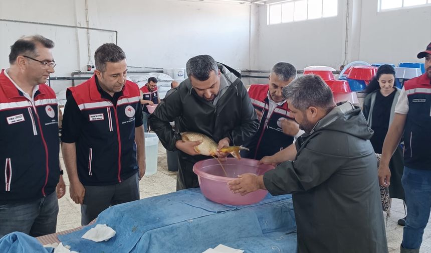 Hedef 10 Milyon 500 Bin Balık Yavrusu Yetiştirmek