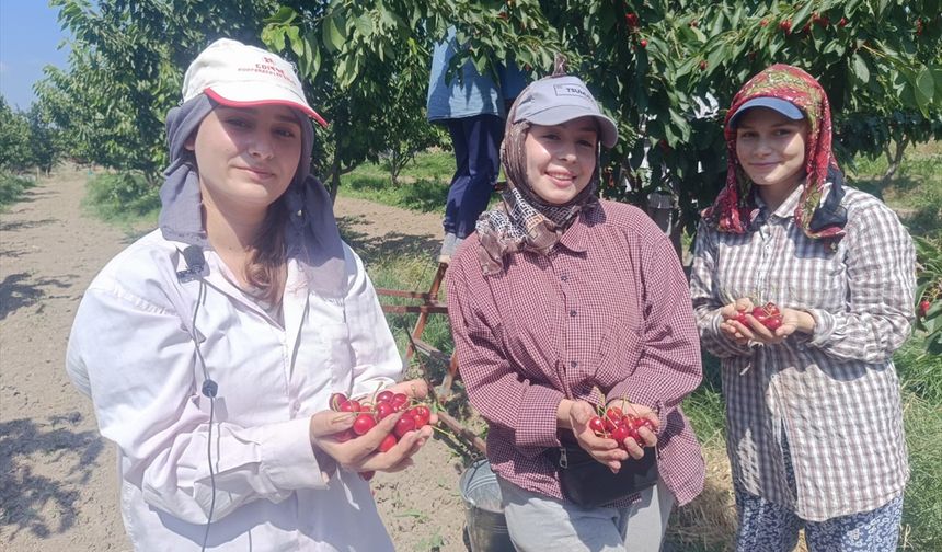 Edirne'de Çeribaşı Hasadı Başladı