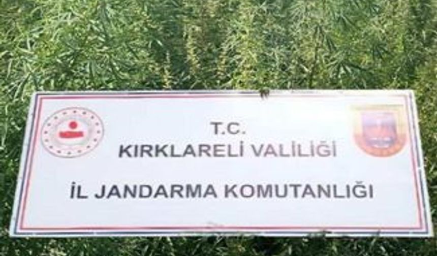 Kırklareli’nde 102 Bin Kök Kenevir Ele Geçirildi