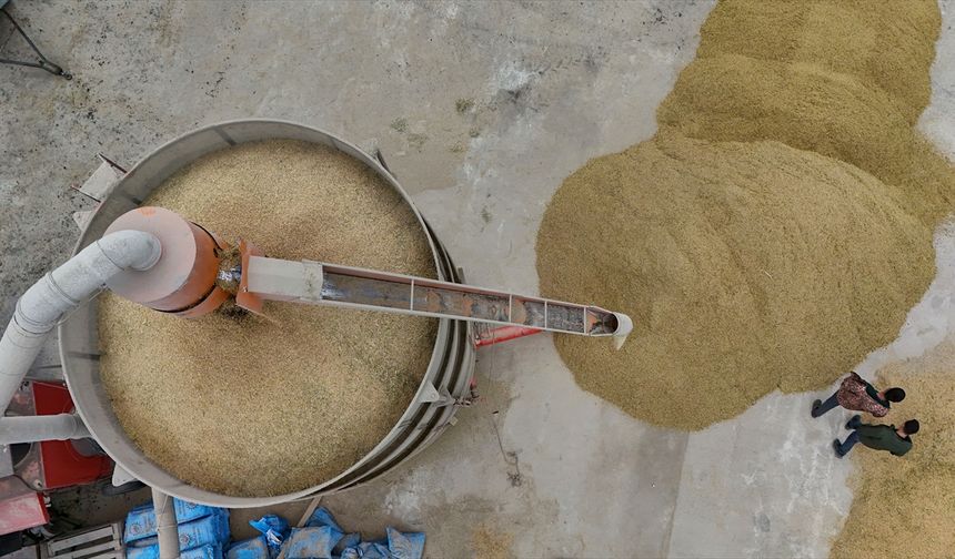 Trakya'da Çeltik Hasadı Tamamlandı