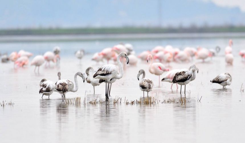 “Gala Gölü’nü savunmak, Enez’i, Trakya’yı, Türkiye’yi Savunmaktır”
