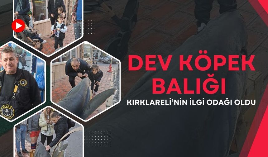 Dev Köpek Balığı Kırklareli’nin İlgi Odağı Oldu