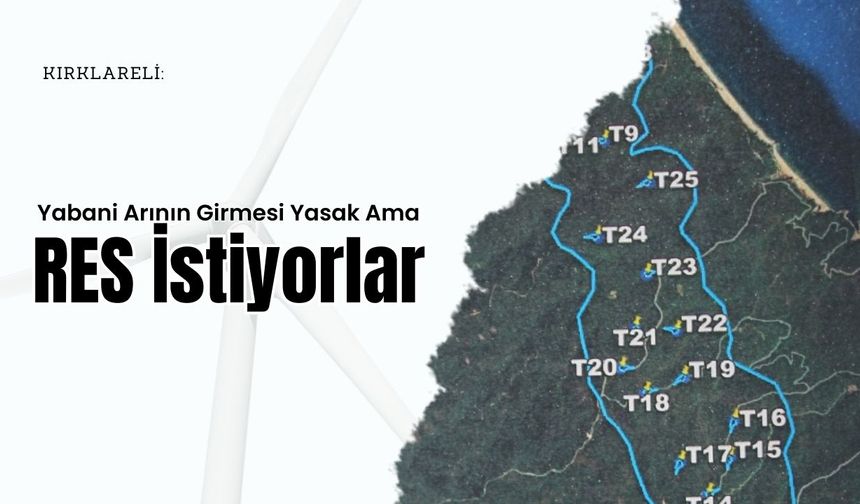 Kırklareli: Yabani Arının Girmesi Yasak Ama RES İstiyorlar