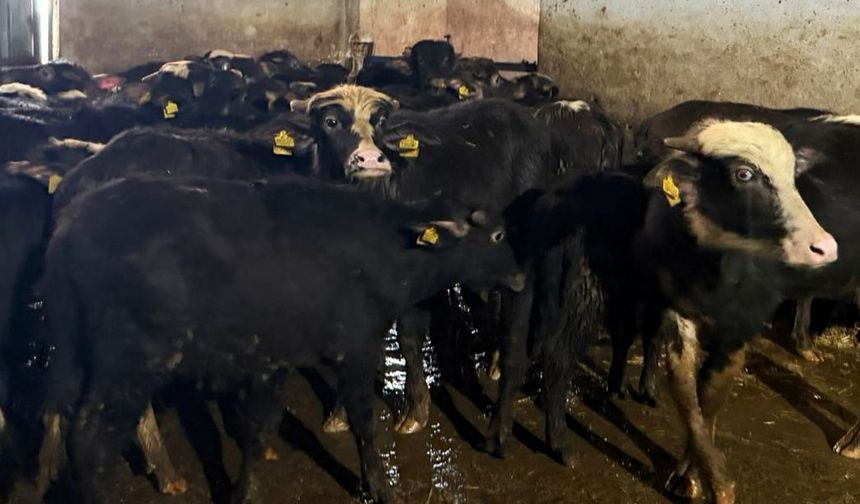 Sürdürülebilir Hayvancılık İçin Sahadalar!