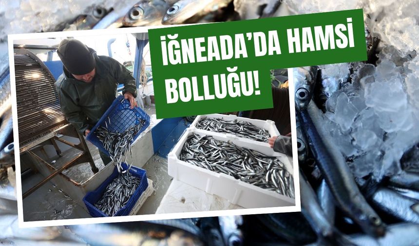 İğneada’da Hamsi Bolluğu