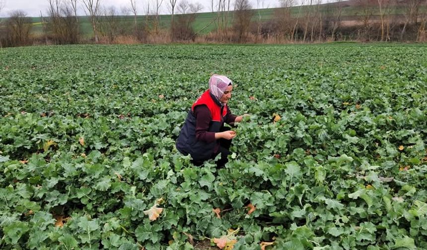 Babaeski’de Fenolojik Gözlemler Sürüyor