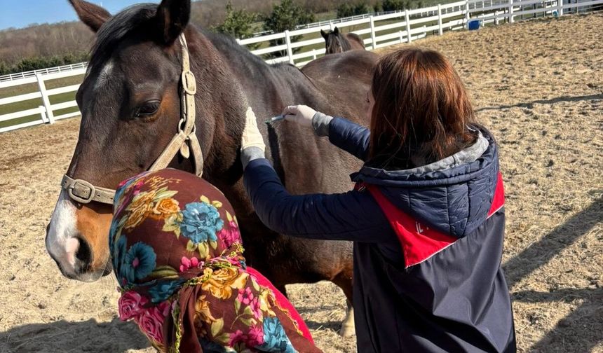 Vize’de Safkan Atlar Aşılandı