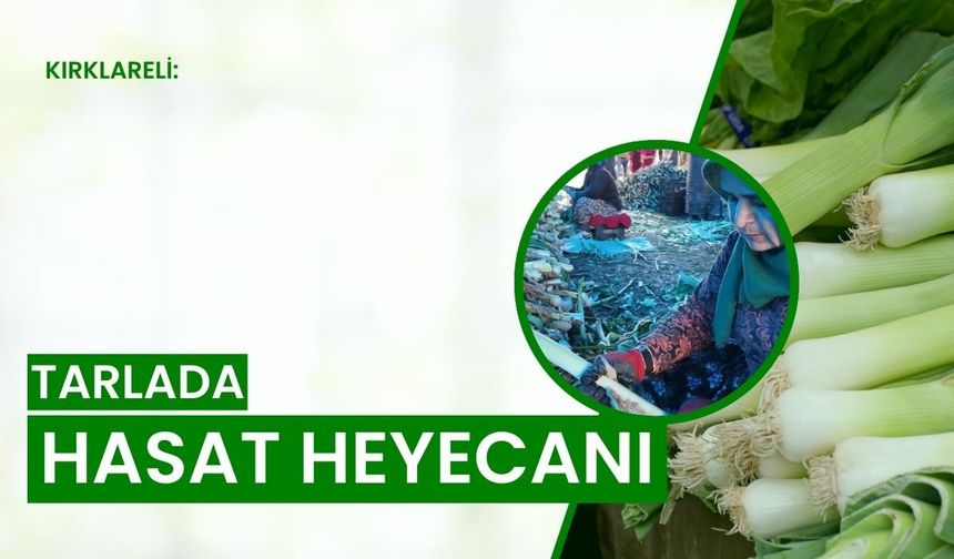 Kırklareli: Tarlada Hasat Heyecanı