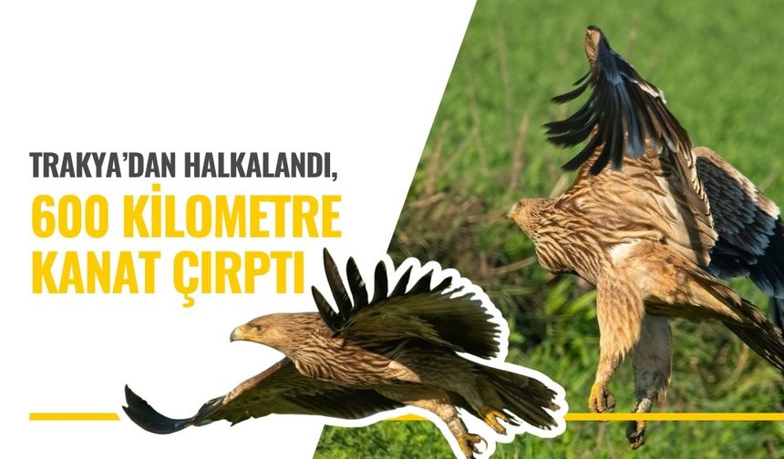 Trakya’dan Halkalandı, 600 Kilometre Kanat Çırptı