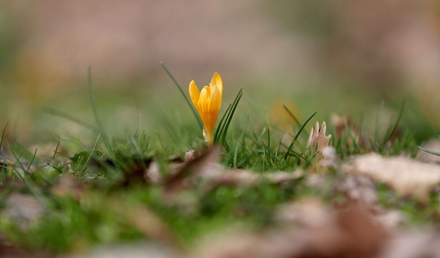 Kırklareli'nde Bahar Renkleri Istranca Ormanlarını Süsledi