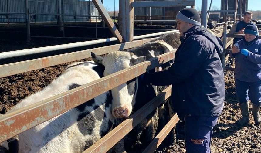 Kırklareli;  Büyükbaş Hayvanlar Şap Hastalığına Karşı Aşılanıyor