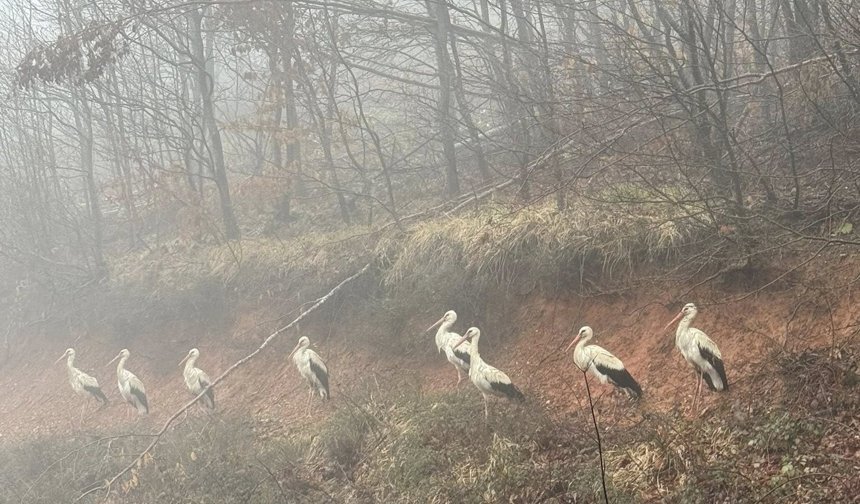 Yüzlerce Leylek Demirköy Yoluna Zorunlu İniş Yaptı
