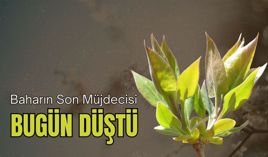 Baharın Son Müjdecisi Bugün Düştü