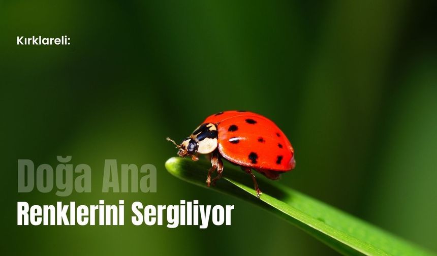 Kırklareli: Doğa Ana Renklerini Sergiliyor