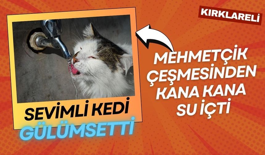 SEVİMLİ KEDİ GÜLÜMSETTİ; Mehmetçik Çeşmesinden Kana Kana Su İçti