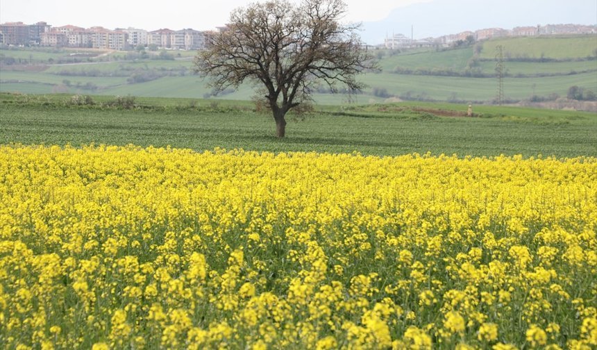 "Sarı Gelin" Tarlaları Renklendirdi