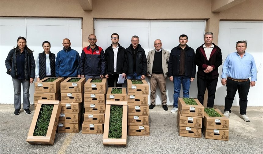 Kırklareli'nde Üreticiler Domates Fidelerine Kavuştu