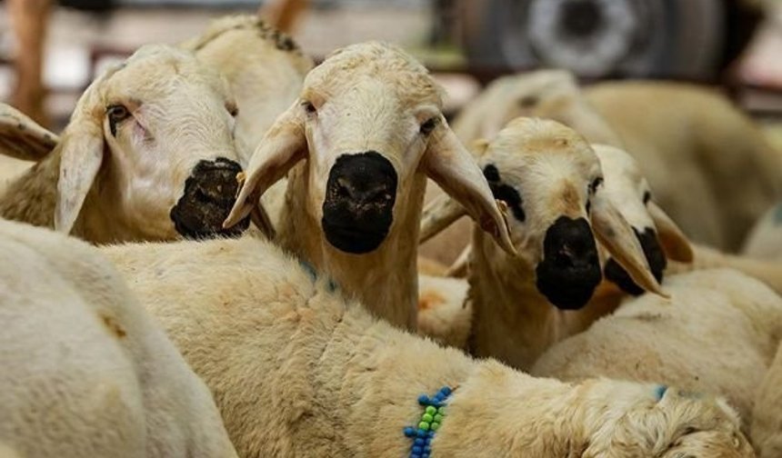 Kurban Vekalet Ücretleri Belli Oldu