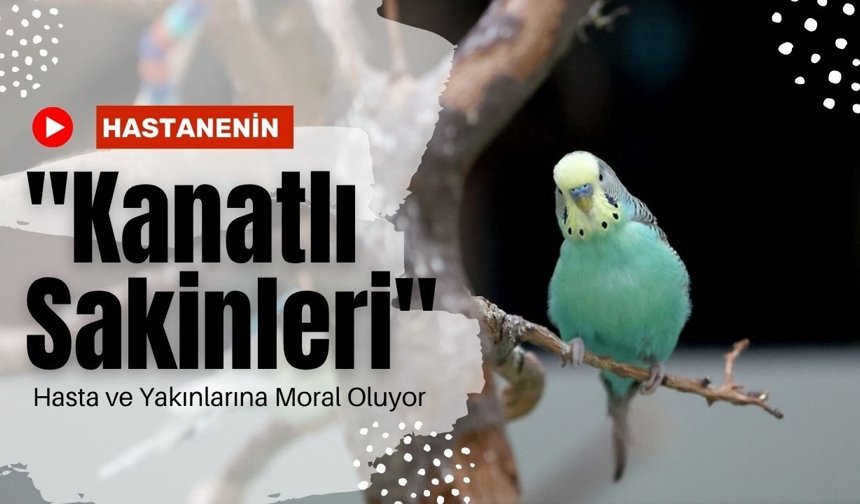 Hastanenin "Kanatlı Sakinleri" Hasta ve Yakınlarına Moral Oluyor
