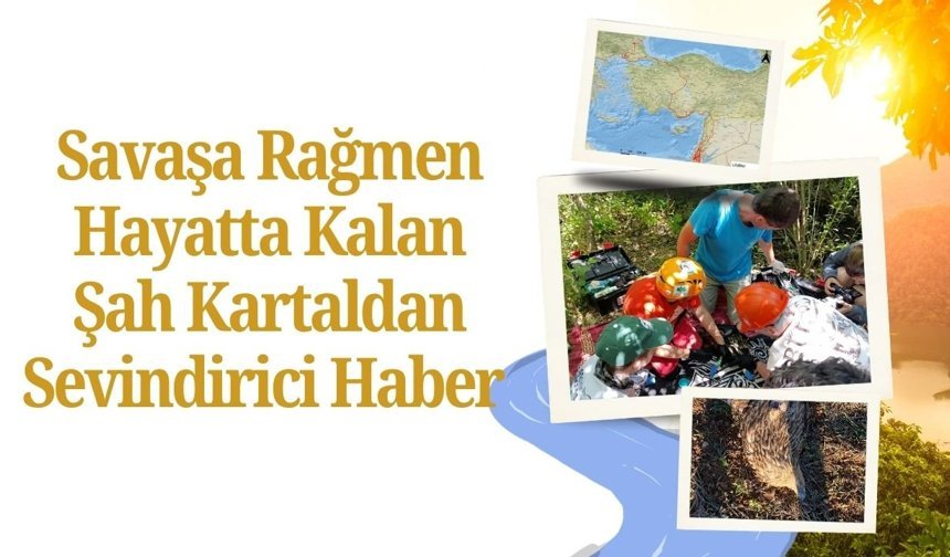 Savaşa Rağmen Hayatta Kalan Şah Kartaldan Sevindirici Haber
