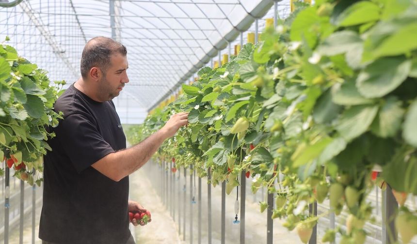 Kırklareli; Genç Çiftçinin Hedefi Topraksız Serada Çilek Üretimini Artırmak