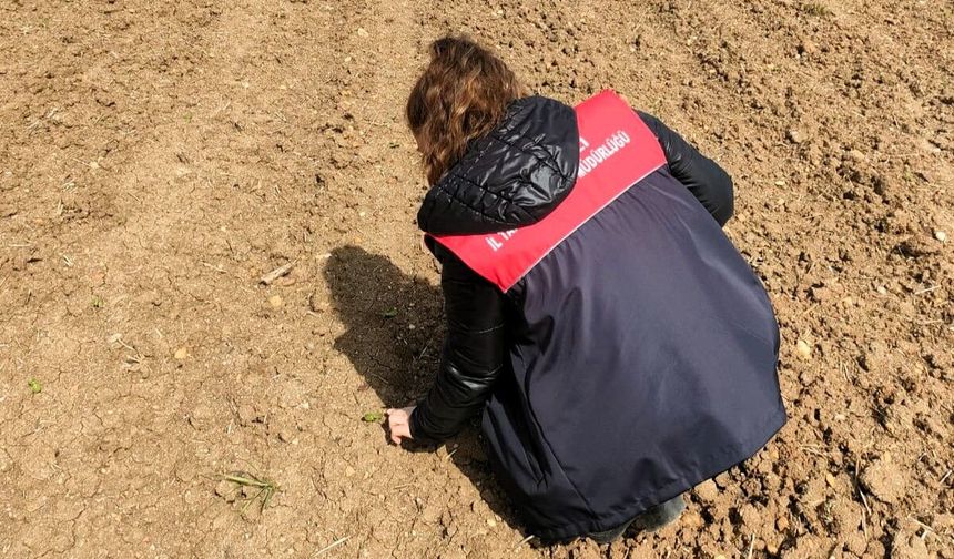 Pehlivanköy’de Ayçiçeği Sahalarında Teknik Kontroller Yapıldı