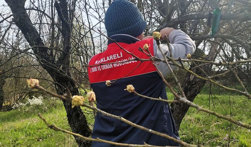 Kırklareli’nde Kahverengi Kokarca Zararlısı İle Mücadele Sürüyor