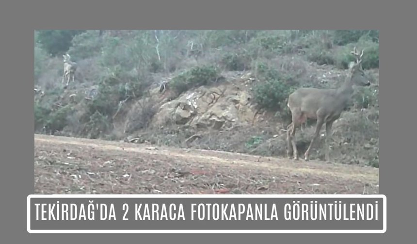 Tekirdağ'da 2 Karaca Fotokapanla Görüntülendi