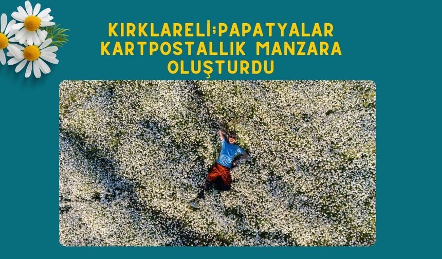 Kırklareli; Papatyalar Kartpostallık Manzara Oluşturdu