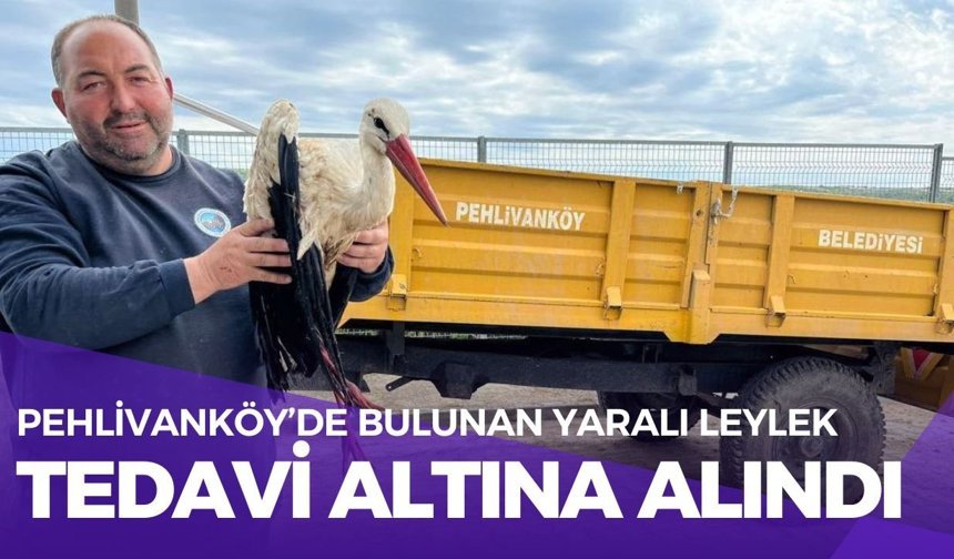 Pehlivanköy’de Bulunan Yaralı Leylek, Tedavi Altına Alındı