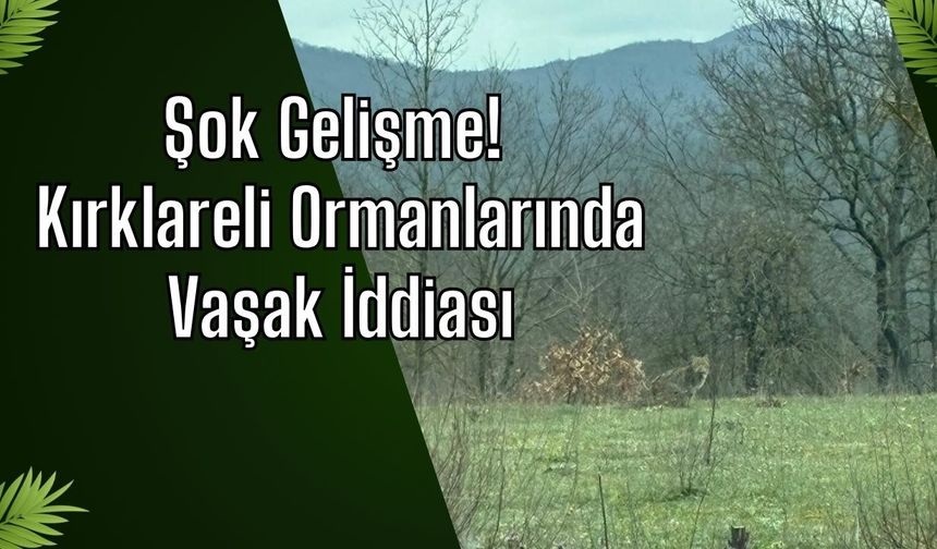 Şok Gelişme! Kırklareli Ormanlarında Vaşak İddiası