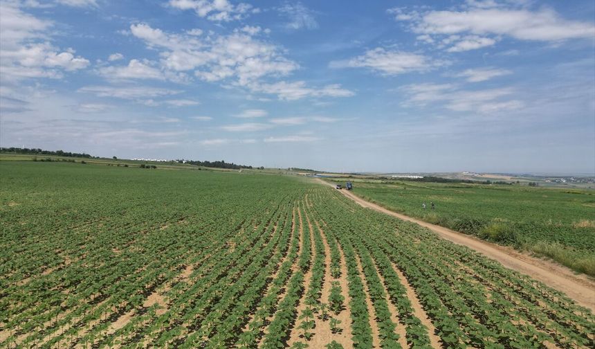 Trakya'da Son Yağışlar Yüksek Verim Beklentisini Güçlendirdi