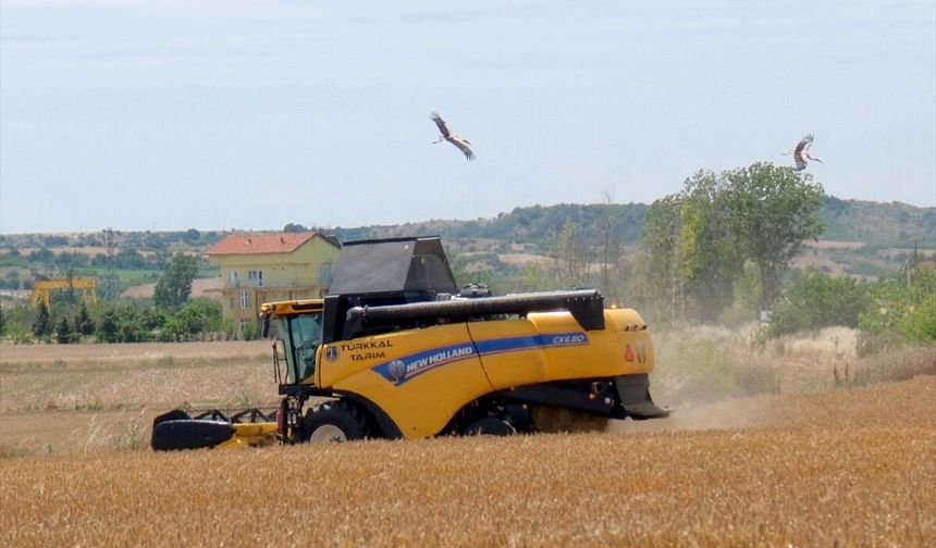 Kırklareli; Leylekler Hasat Mesaisinde Biçerdöverlerin Peşine Düştü