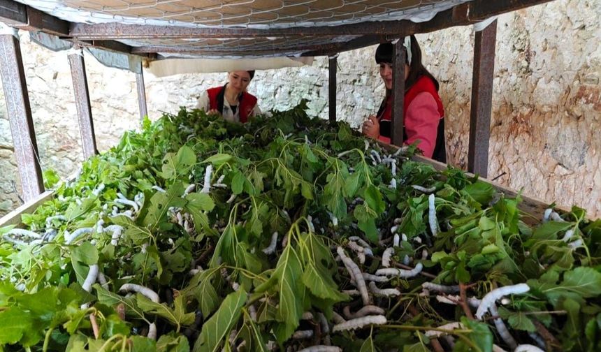 Kırklareli’nde İpek Böceği Yetiştiriciliği Yeniden Canlanıyor