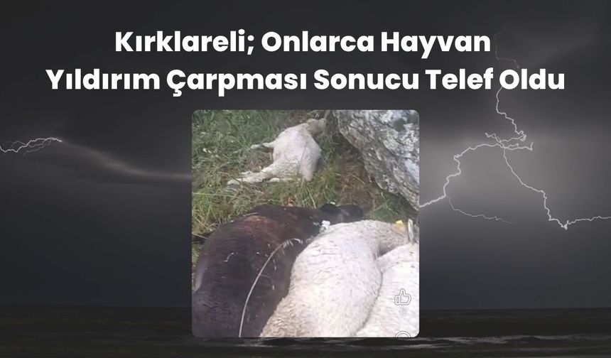 Kırklareli; Onlarca Hayvan Yıldırım Çarpması Sonucu Telef Oldu
