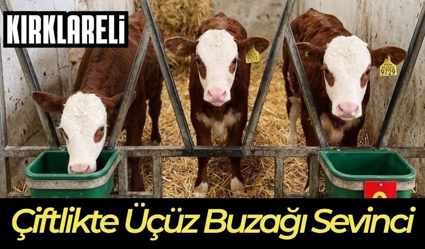 KIRKLARELİ; Çiftlikte Üçüz Buzağı Sevinci