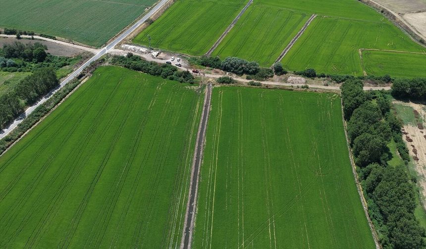 Edirne'de Çeltik Üretim Alanı 500 Bin Dekara Ulaştı