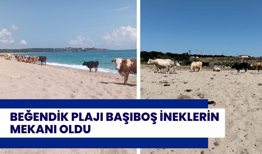 Beğendik Plajları Başıboş İneklerin Mekanı Oldu