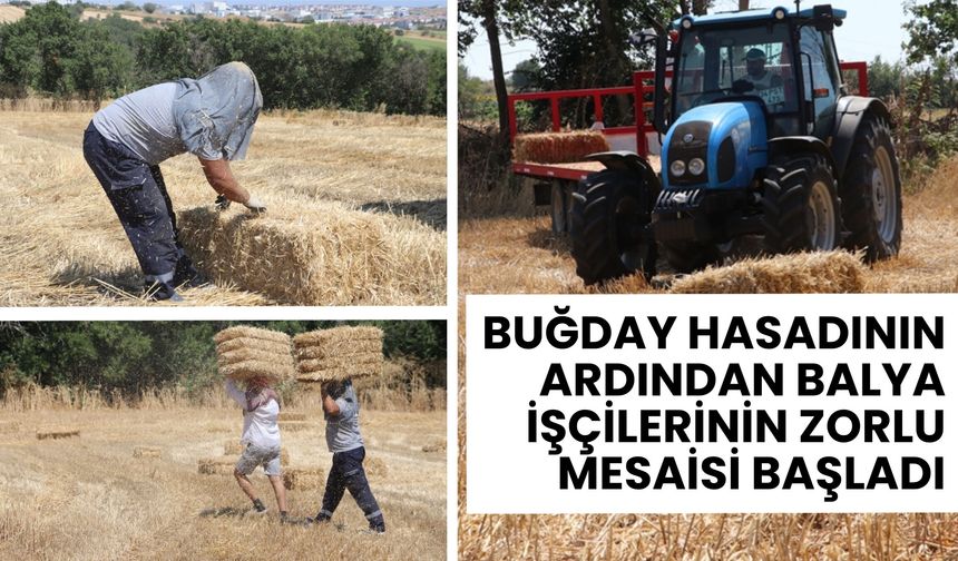 Buğday Hasadının Ardından Balya İşçilerinin Zorlu Mesaisi Başladı