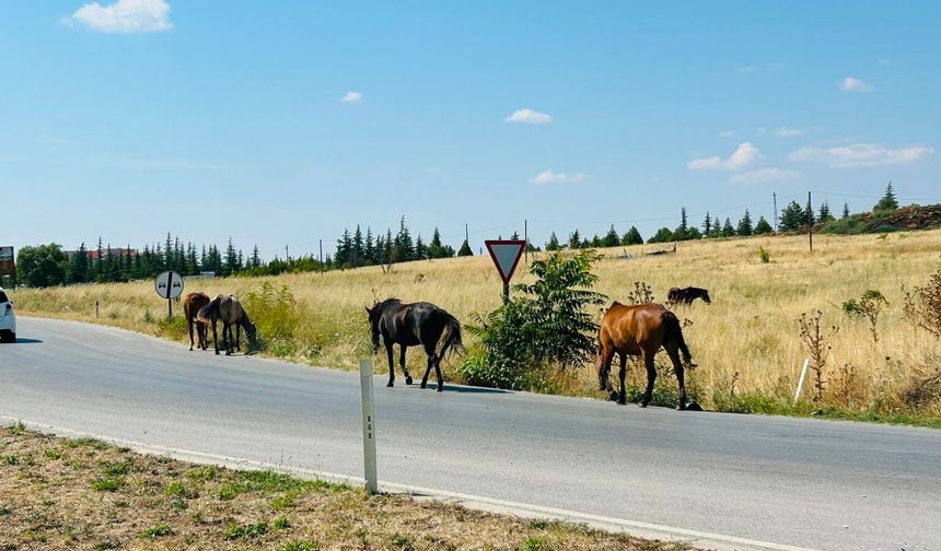 KIRKLARELİ: Başıboş Atlar Trafiği Tehlikeye Sokuyor