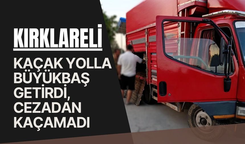 Kırklareli: Kaçak Yolla Büyükbaş Getirdi, Cezadan Kaçamadı