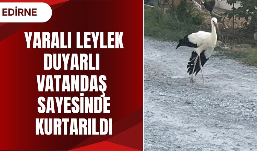 Yaralı Leylek Duyarlı Vatandaş Sayesinde Kurtarıldı
